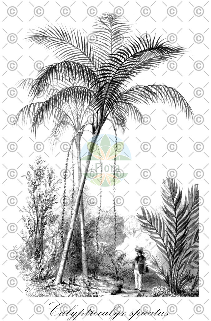 HistAbb_wfo-0000788274_3_ENZY_Simple | Historische Abbildung von Calyptrocalyx spicatus - Arecaceae | Historical Illustration of Calyptrocalyx spicatus - Arecaceae