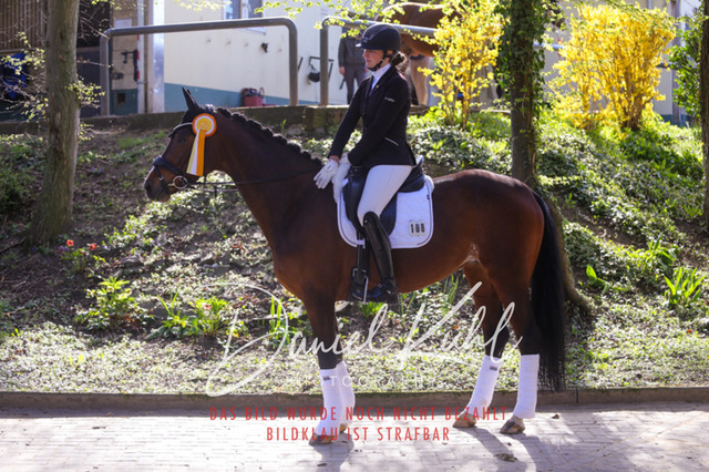 IMG_2301 | Turniersportfotografie; Pferdefotografie; Dressurfotografie