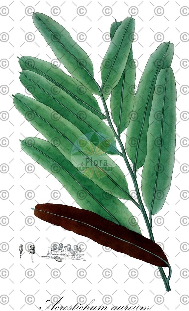 HistAbb_wfo-0001107183_1_ENZY_Simple | Historische Abbildung von Acrostichum aureum - Pteridaceae | Historical Illustration of Acrostichum aureum - Pteridaceae