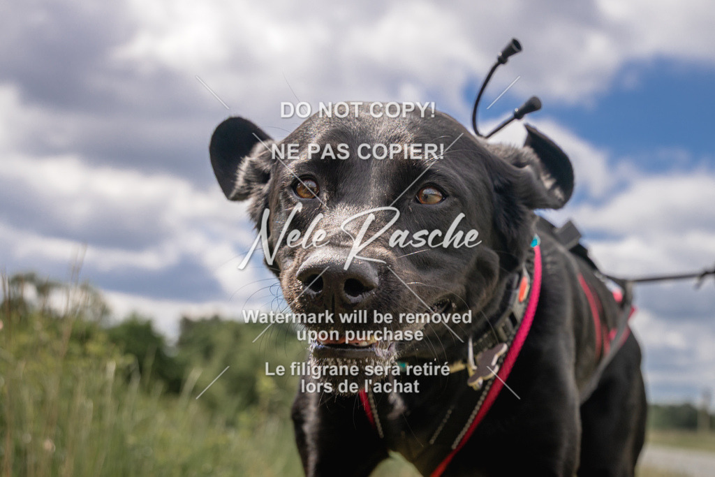 nelerasche_BuHu2026_SaCC1100-1200_197 | nelerasche
