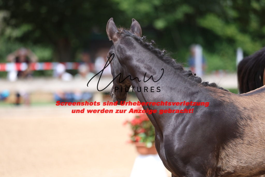 Fohlenschau_Schwäbisch_Hall_dressurbetonte_Fohlen_KN 10_19 | lmwpictures - Realisiert mit Pictrs.com