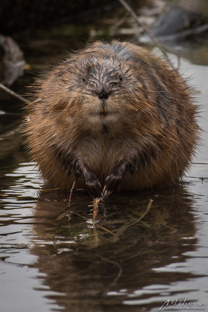 Bisamratte | Dies ist der Online-Shop von naturfoto.michaelthoma.de. Ich bin leidenschaftlicher Naturfotograf und fotografiere von der Andromedagalaxie bis zum Zwergtaucher, von der Ameise bis zum Orionnebel alles was mit Natur zu tun hat. Hier kann eine Auswahl meine - Realisiert mit Pictrs.com