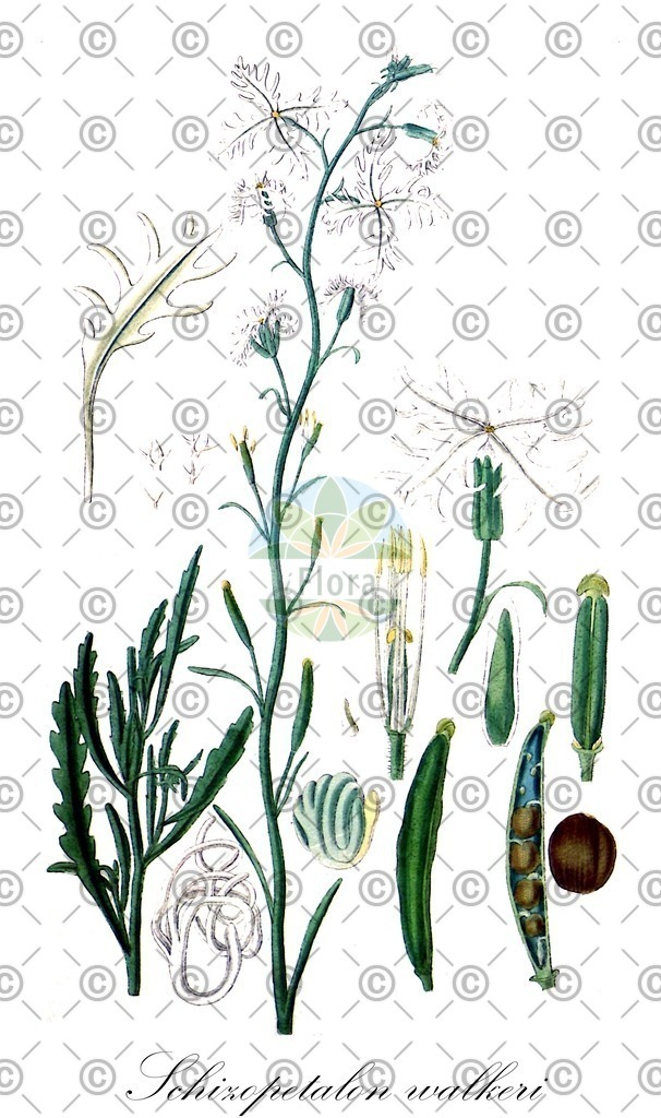 HistAbb_wfo-0000898312_1_ENZY_Simple | Historische Abbildung von Schizopetalon walkeri - Brassicaceae | Historical Illustration of Schizopetalon walkeri - Brassicaceae