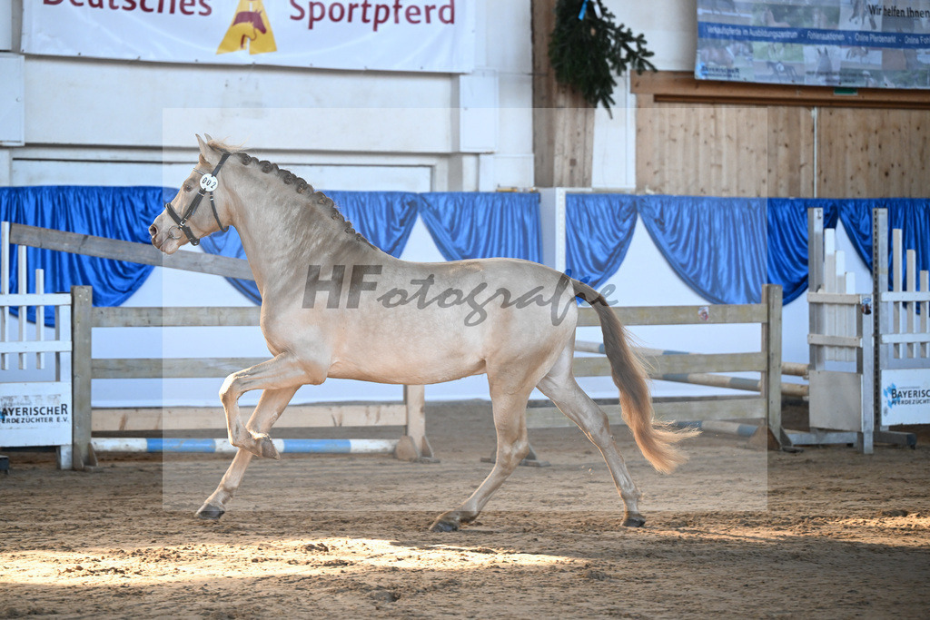 Kat-Nr. 2 Bonito Salazar v. Trianero PT_Abfalter GmbH _ Co. KG_9260047 | hf-fotografie - Realisiert mit Pictrs.com