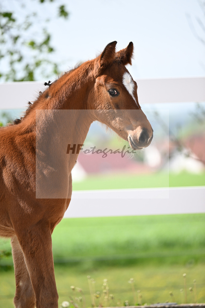 Kat-Nr. 10 SF Just Diamond x Dimaggio_von Unger_23260269 | hf-fotografie - Realisiert mit Pictrs.com