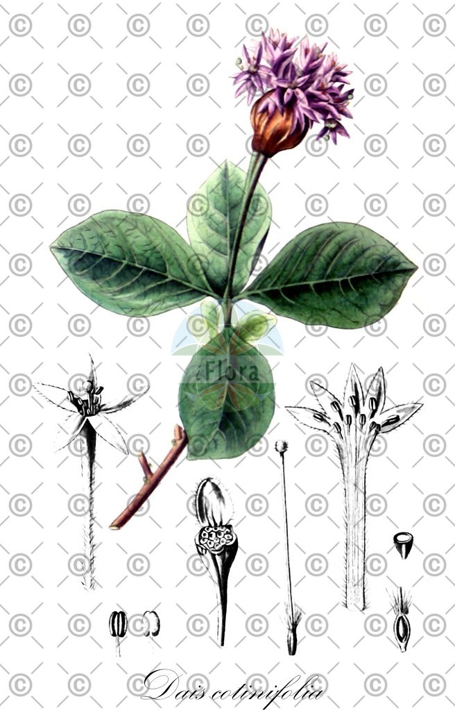 HistAbb_wfo-0000169038_1_ENZY_Simple | Historische Abbildung von Dais cotinifolia - Thymelaeaceae | Historical Illustration of Dais cotinifolia - Thymelaeaceae