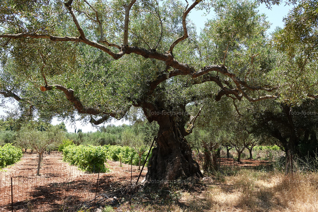 Stories of the Ancient Olive Trees | Ancient Olive Trees