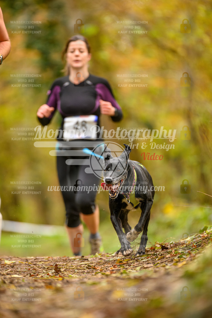 MompixPhotography_Bischwiller24_SA_Canicross-39 | PayLife