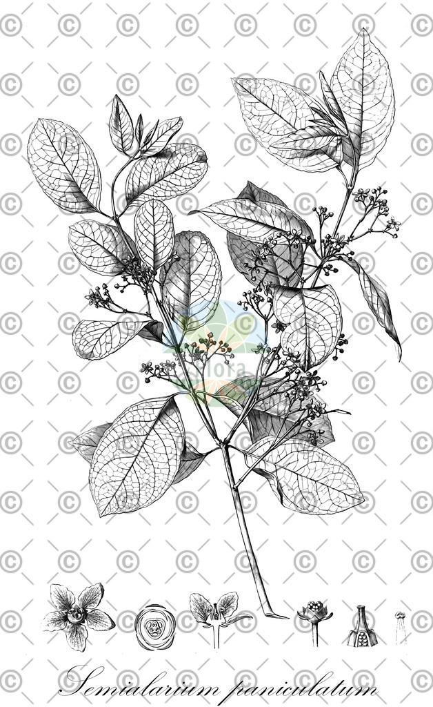 HistAbb_wfo-0000898638_2_ENZY_Simple | Historische Abbildung von Semialarium paniculatum - Celastraceae | Historical Illustration of Semialarium paniculatum - Celastraceae