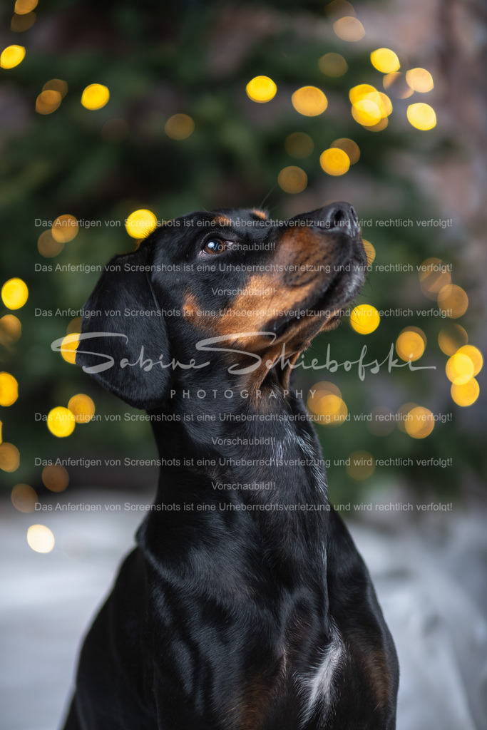 DSCF4365 | People- und Tierfotografie, Imageaufnahmen, Veranstaltungsfotografie und Wandbilder aus der Natur ★ Made in Germany ✔️ Druck + Downloads ✔️ Naturfotografie in Top Qualität ★ schneller Versand, weltweite Lieferung! - Realisiert mit Pictrs.com