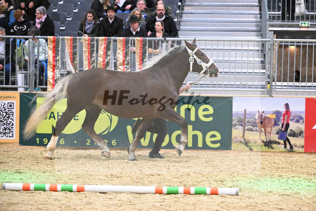 Kat-Nr. 37 Eleonora v. Valdisere_Gilg_1260554 | hf-fotografie - Realisiert mit Pictrs.com