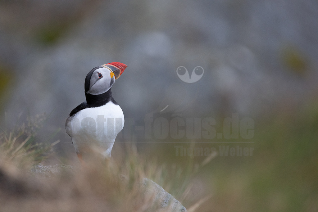 R5NF2993-20230719 | Der Papageitaucher – auch Papageientaucher oder Puffin genannt – ist eine Vogelart aus der Familie der Alkenvögel. Die Art brütet in Erdhöhlen an und auf Klippen oder an deren Fuß im Nordatlantik sowie im westlichen Nordpolarmeer. - Realisiert mit Pictrs.com