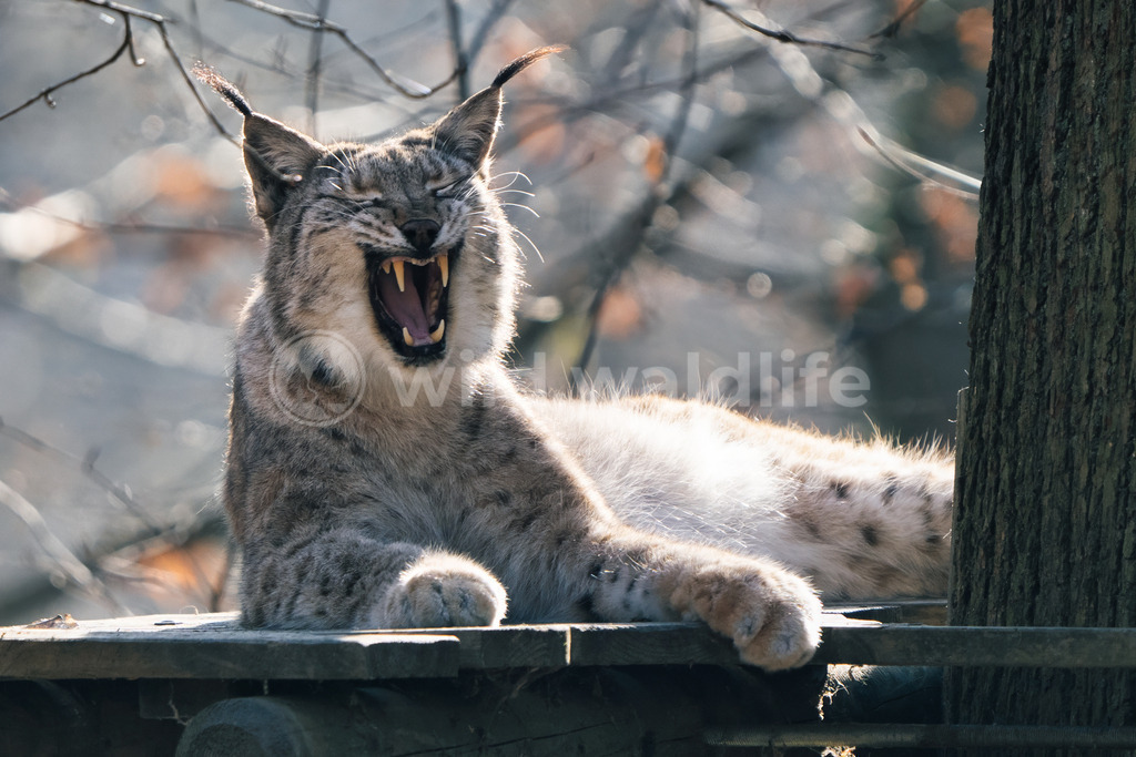 Gähnender Luchs | Ein müder, gähnender Luchs genießt die ersten winterlichen Sonnenstrahlen - Realisiert mit Pictrs.com