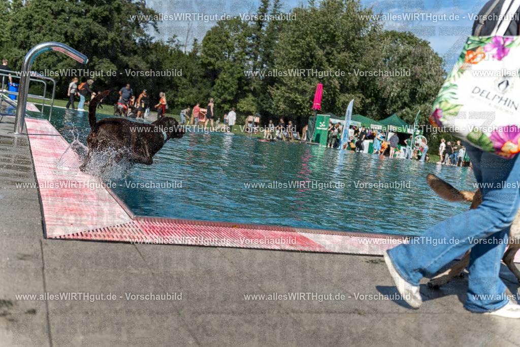 Hundeschwimmen_Volksbad_2026-allesWIRTHgut_Tierfotografie-2609061158-110850-7R500025 | Professionelle Tierfotografie in Mönchengladbach von Daniel Wirth (allesWIRTHgut). Liebevolle & natürliche Bilder von Hunden & Katzen für unvergessliche Erinnerungen.
