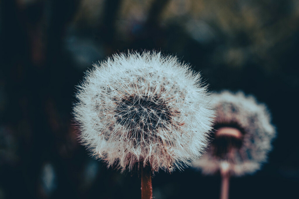 DSC09851-lightroom | Fotografie, Dresden, Marcus Wagner, Landschaftsfotografie, Tierfotografie, Architekturfotografie - Realisiert mit Pictrs.com