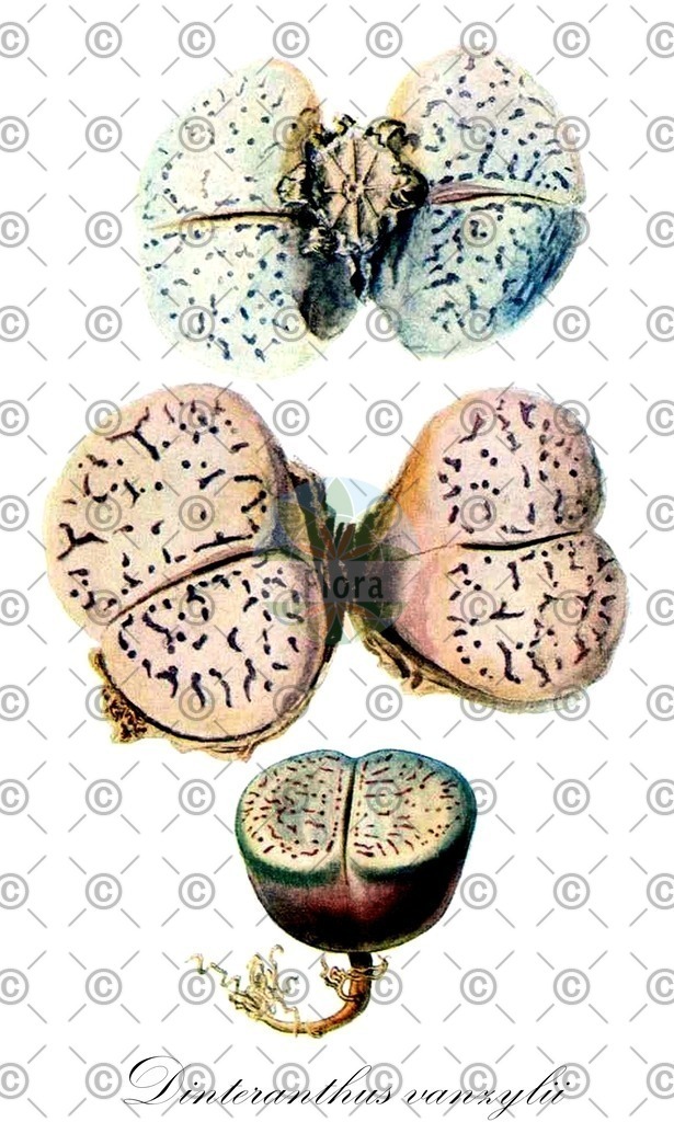 HistAbb_wfo-0000943687_1_ENZY_Simple | Historische Abbildung von Dinteranthus vanzylii - Aizoaceae | Historical Illustration of Dinteranthus vanzylii - Aizoaceae