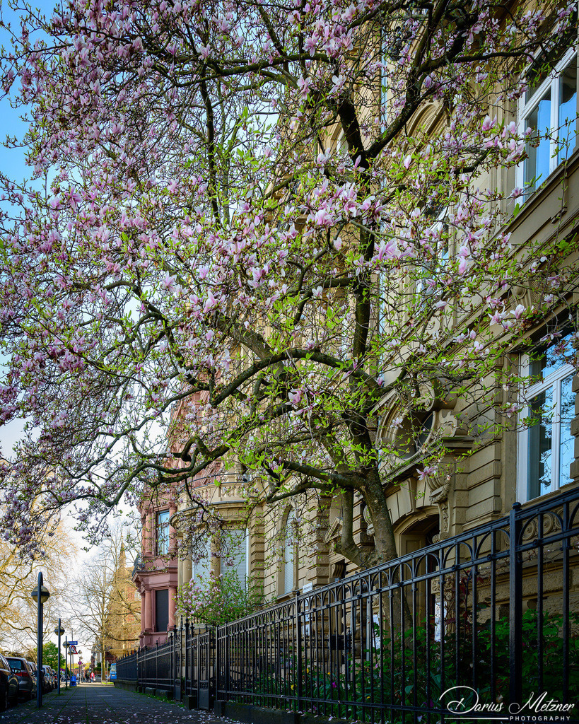 Frühling in Mainz am Rhein | Frühling in Mainz am Rhein