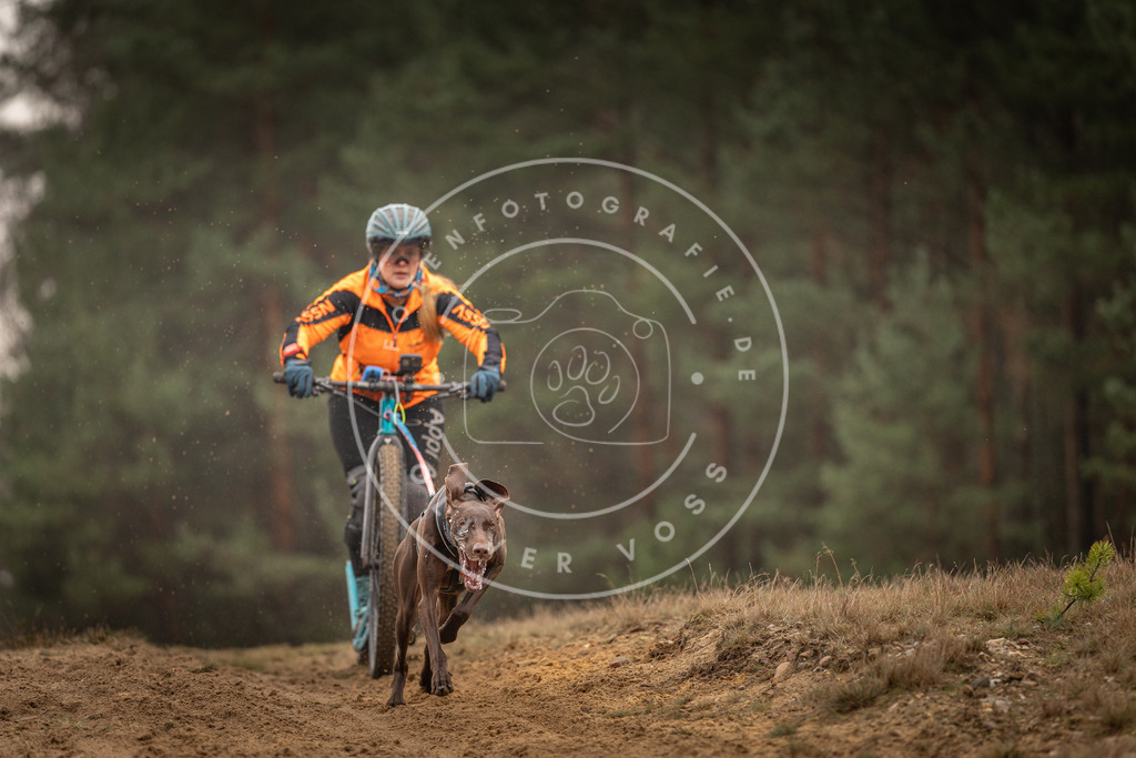 Pfotenfotografie_DV3A4549 | Hundefotografie, Tierfotograf, Pfotenfotografie, Fotoshooting Hund, Hunde Portrait, Hundesport, Hundeportraits, Heideshooting, Hunde, Sportfotograf, Hundefotograf, Turnierhundsport, THS,  - Realisiert mit Pictrs.com