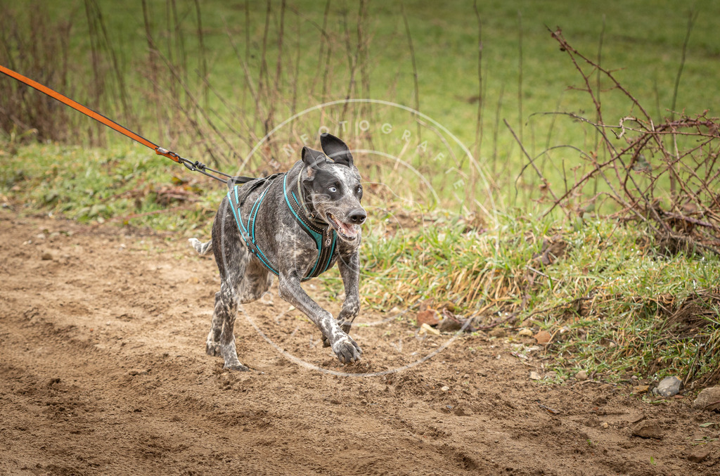 DV3A0833 | Hundefotografie, Tierfotograf, Pfotenfotografie, Fotoshooting Hund, Hunde Portrait, Hundesport, Hundeportraits, Heideshooting, Hunde, Sportfotograf, Hundefotograf, Turnierhundsport, THS,  - Realisiert mit Pictrs.com