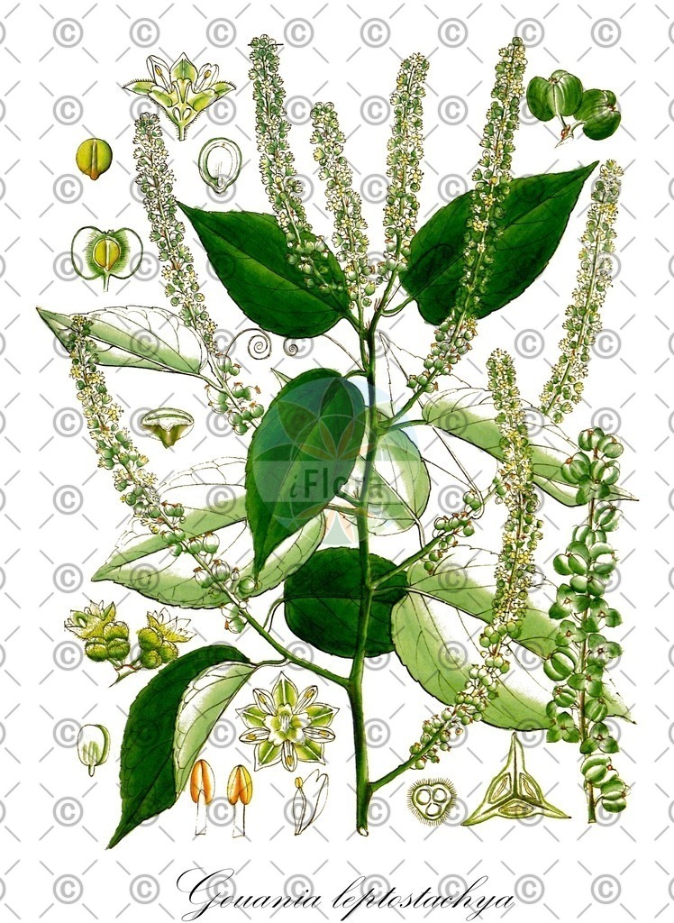 HistAbb_wfo-0000873417_1_ENZY_Simple | Historische Abbildung von Gouania leptostachya - Rhamnaceae | Historical Illustration of Gouania leptostachya - Rhamnaceae