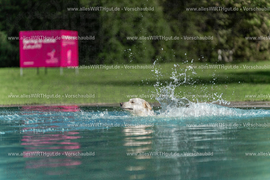 Hundeschwimmen_Volksbad_2026-allesWIRTHgut_Tierfotografie-2609061549-7R501915 | Professionelle Tierfotografie in Mönchengladbach von Daniel Wirth (allesWIRTHgut). Liebevolle & natürliche Bilder von Hunden & Katzen für unvergessliche Erinnerungen.
