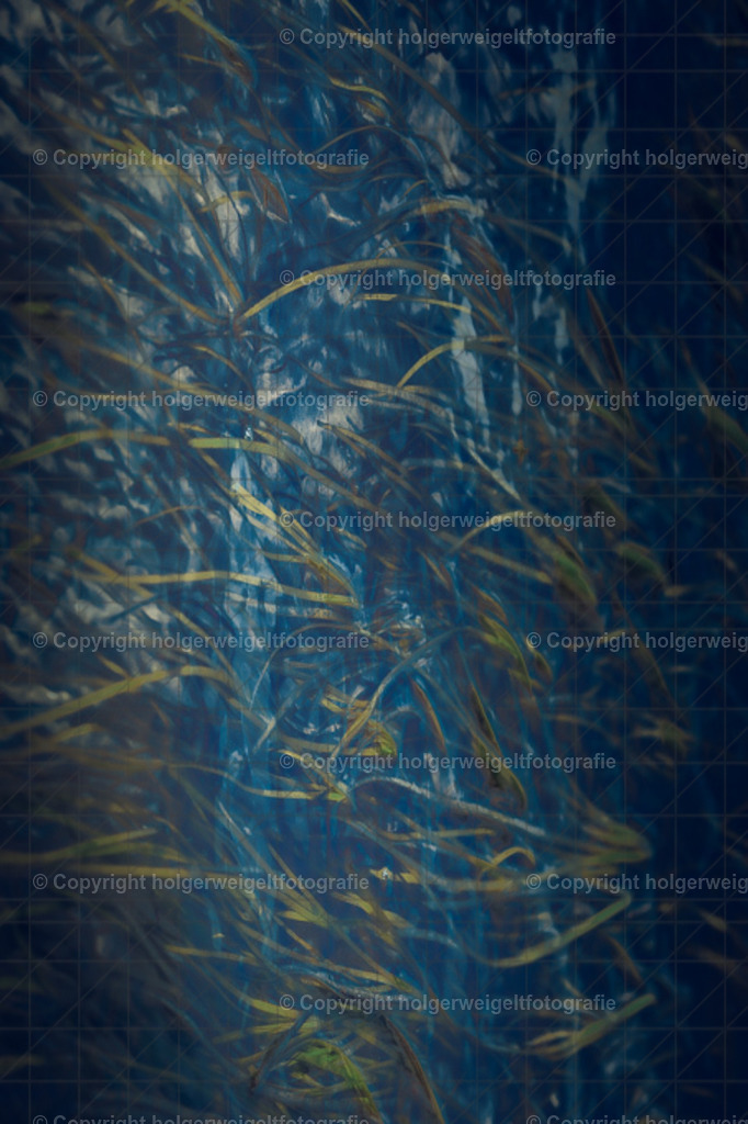 Unterwasser II | Kaufen sie online außergewöhnliche Fotografien auf Leinwand Acrylglas Fotoprint Aludibond von holgerweigeltfotografie - Realized with Pictrs.com