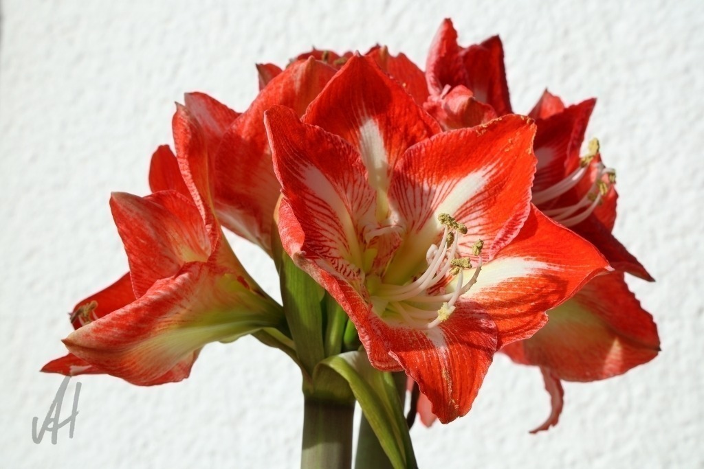 Blüte Amaryllis | Blüte Amaryllis - Realisiert mit Pictrs.com
