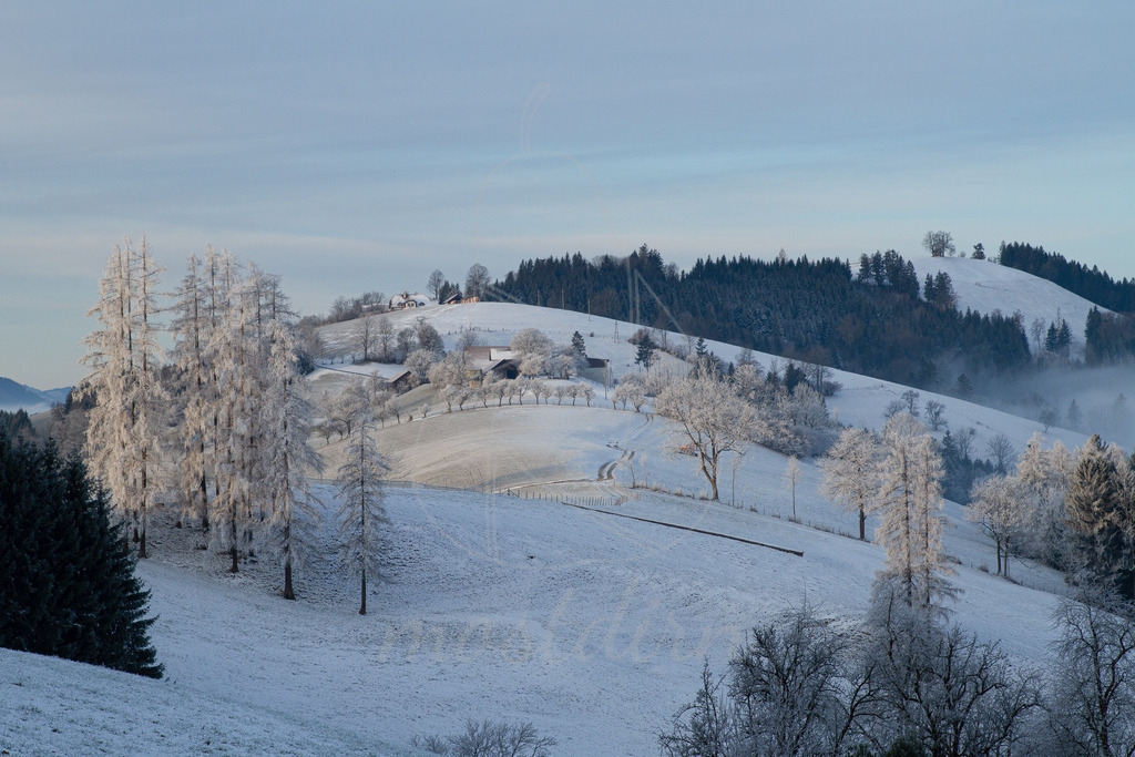 Rauhreif am Panoramahöhenweg im Mostviertel Querformat | Bei Veröffentlichung des Bildes ist eine Namensnennung wie folgt erforderlich: 
Foto: Mostdirn Irmgard Wieser
 - Realisiert mit Pictrs.com