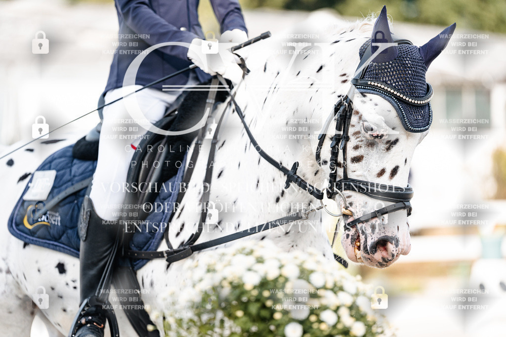 CK903690 | Turnierfotografie Pferdefotografie Trier Rheinland-Pfalz Pferdesport Reitsport Tierfotografie Sportfotografie Pferdevideo Pferdevideografie Equestrianvideography equestrianphotography  - Realisiert mit Pictrs.com
