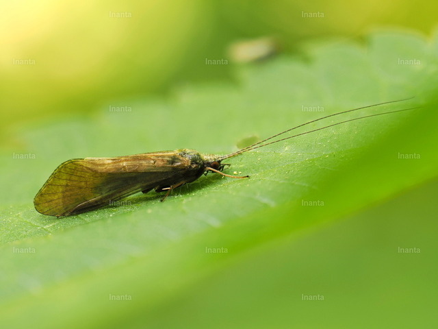 Köcherfliege (Trichoptera) | Köcherfliegen (Trichoptera) sind eine Ordnung der Insekten mit über 15.000 bekannten Arten. Die erwachsenen Tiere ähneln Motten und haben behaarte Flügel, während die Larven meist im Wasser leben und oft charakteristische Köcher aus Pflanzen, Sand oder Steinchen bauen. –  – Caddisflies (Trichoptera) are an order of insects with over 15,000 known species. The adults resemble moths and have hairy wings, while the larvae usually live in water and often build characteristic cases from plant material, sand or small stones. - Realisiert mit Pictrs.com