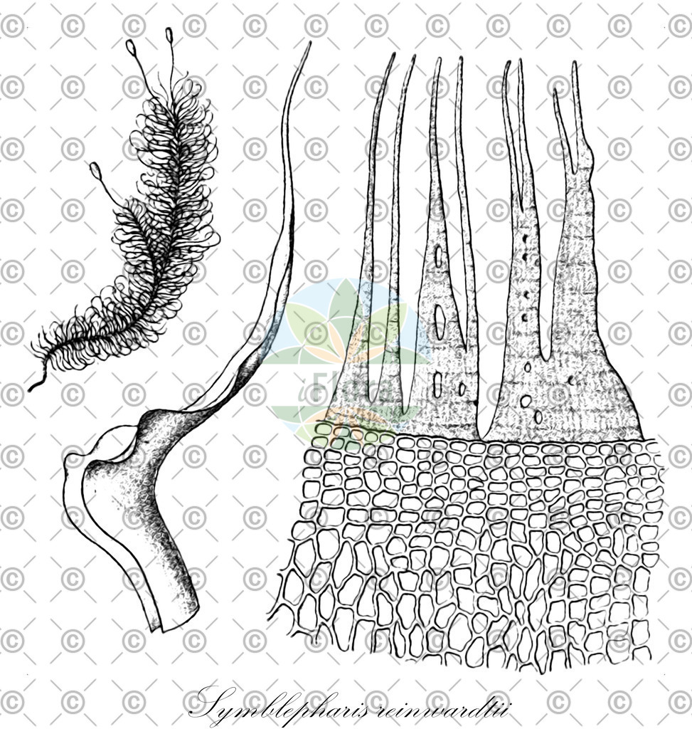 HistAbb_wfo-0001063245_2_ENZY_Simple | Historische Abbildung von Symblepharis reinwardtii - Rhabdoweisiaceae | Historical Illustration of Symblepharis reinwardtii - Rhabdoweisiaceae