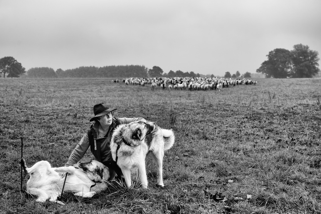 wanderschaefereien-schleswig-holstein-074 | Die Herdenschutzhunde Ronja und Karlo werden zur Wolfsabwehr eingesetzt. Diese respekteinflößenden Tiere sind eine Kreuzung aus Pyrenäen-Berghund und Kangal. Während der Aufnahmen zu der Reportage »Nomaden unserer Zeit« war keine der begleiteten Wanderschäfereien von Wolfsrissen betroffen. Erst kurz nach dem Abschluss des Projektes berichtete einer der Betriebe von einem Vorfall in seiner Herde. - Realisiert mit Pictrs.com