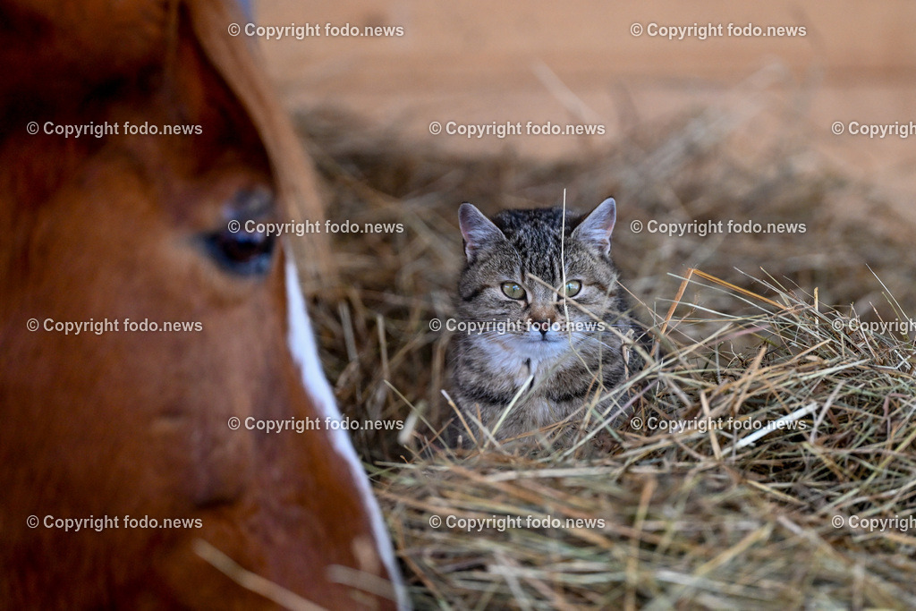 Slowakei_ Durcina_ Ranch Simba_ 06.01.2026-20 | 06.01.2026, Rajec, SVK, Themenbild, Katze, getigerte Katze, Hauskatze, Heu, Stroh, Bauernhof, Scheune, Tierportraet, gemuetlich, laendlich, Natur, Haustier, Fell, Schnurrhaare, blicken, sitzen, Winter