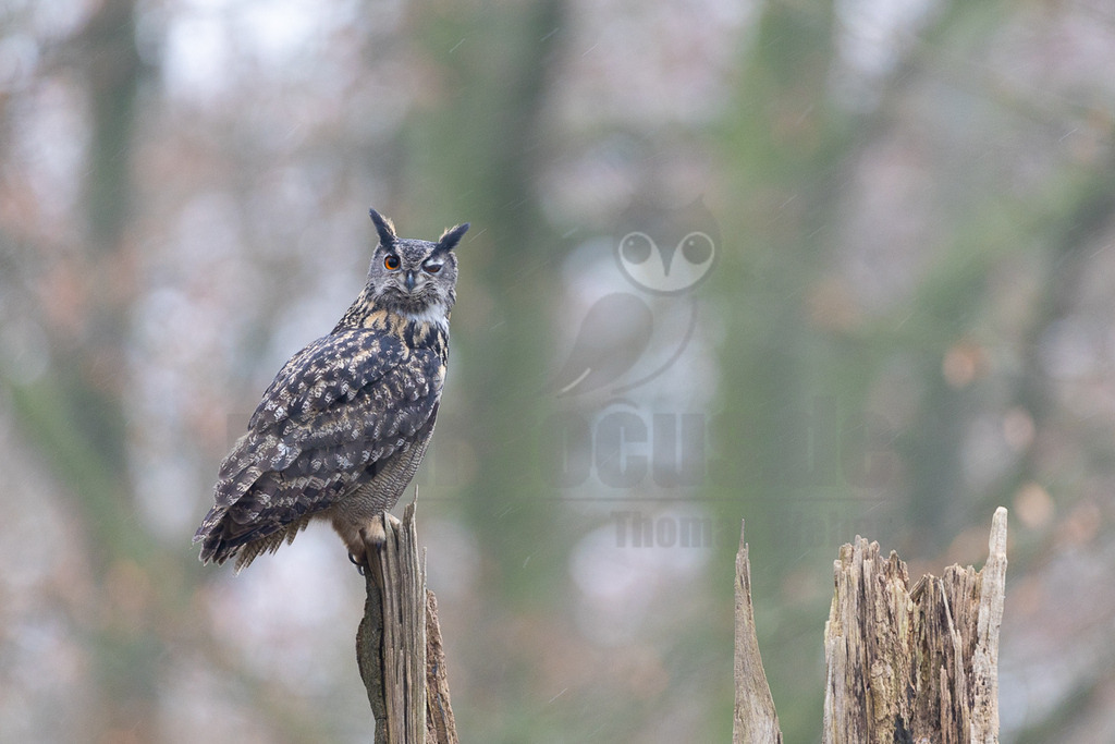 R6NF3644_20241214 | Der Uhu ist die größte europäische Eulenart. Nachdem er lange bejagt wurde, entspannt sich die Situation mittlerweile wieder aufgrund strenger Naturschutzgesetze und einiger Auswilderungsprojekte. Der Uhu brütet in unterschiedlichen Landschaften und ist streng nachtaktiv. Ein markantes Merkmal sind die großen Federohren, die je nach Laune hoch aufgestellt oder angelegt werden können. - Realisiert mit Pictrs.com