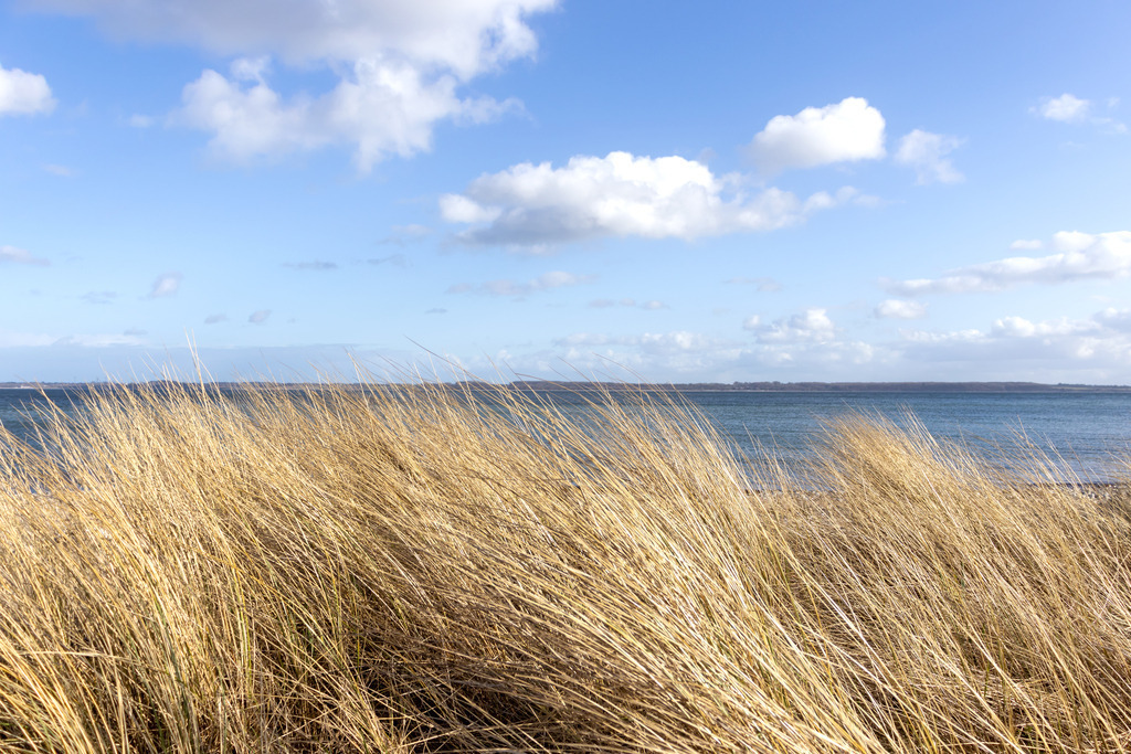 Wandbild: Strandhafer in Langholz | Dieses Wandbild im Querformat zeigt Strandhafer am Strand in Langholz. Direkt hinter dem Strandhafer ist die Eckernförder Bucht zu sehen. Am blauen Himmel befinden sich einige helle Wolken. - Realisiert mit Pictrs.com