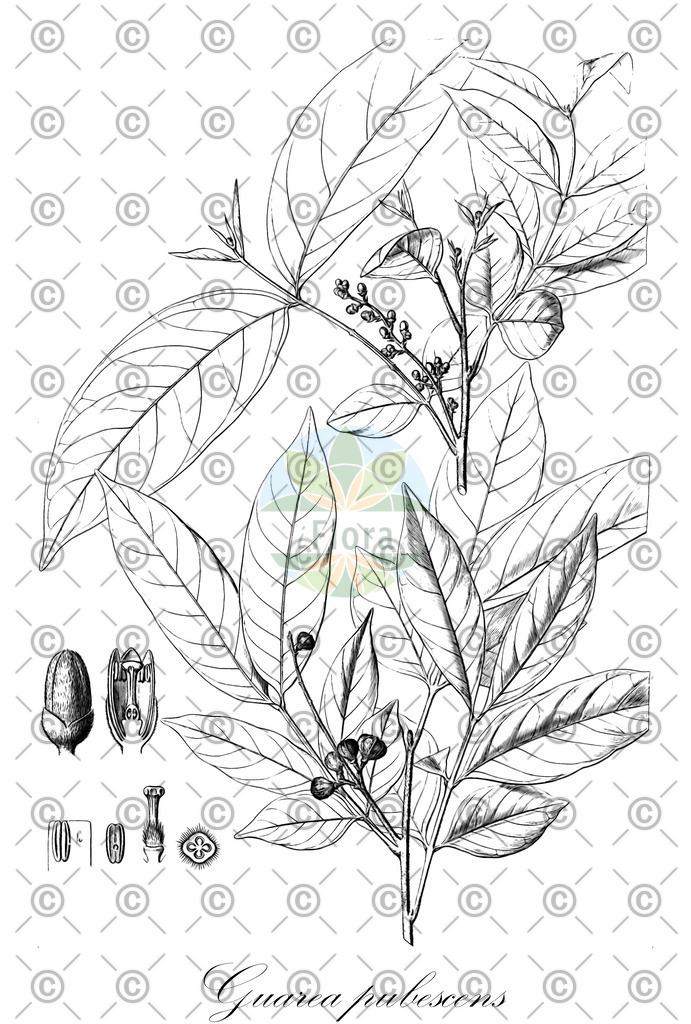 HistAbb_wfo-0000711157_1_ENZY_Simple | Historische Abbildung von Guarea pubescens - Meliaceae | Historical Illustration of Guarea pubescens - Meliaceae