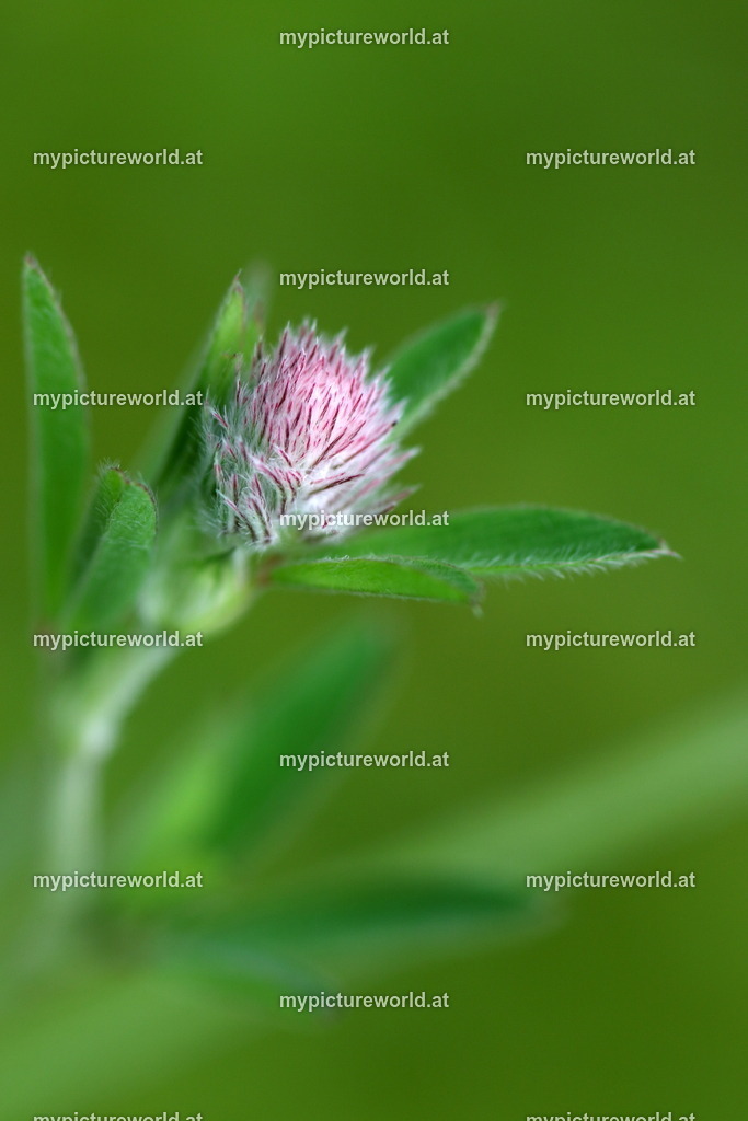 Hasen-Klee-003 | Das Bilderarchiv über Tiere, Planzen und Landschaften. In der Bilddatenbank finden Sie ein große Auswahl an hochwertigen Bilder für Ihre Werbung - Realized with Pictrs.com