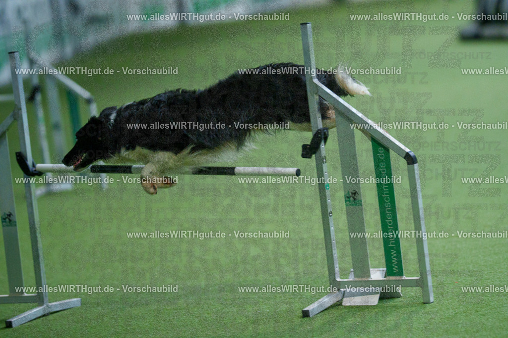 @allesWIRTHgut_Tierfotografie - www.allesWIRTHgut.de - 2604251101-7R500888 | Professionelle Tierfotografie in Mönchengladbach von Daniel Wirth (allesWIRTHgut). Liebevolle & natürliche Bilder von Hunden & Katzen für unvergessliche Erinnerungen.