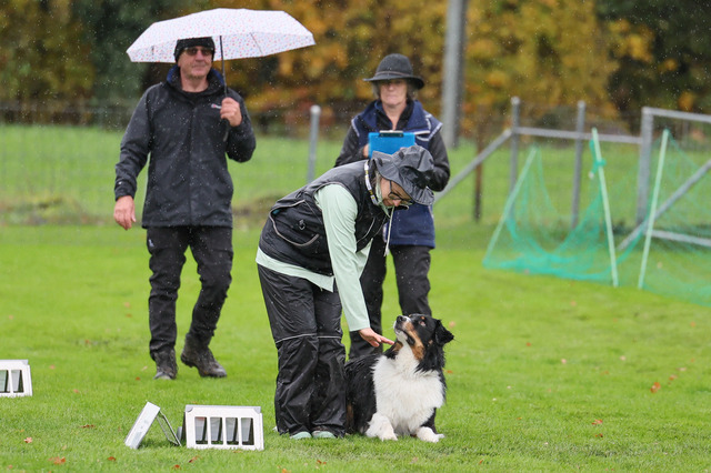2025_Rally_Obedience_SM-126 | Ich fotografiere Hundeausstellungen, Sportanlässe, Zuchtstätten, Hundezucht, Hundeportrait, Lagotto - Realisiert mit Pictrs.com