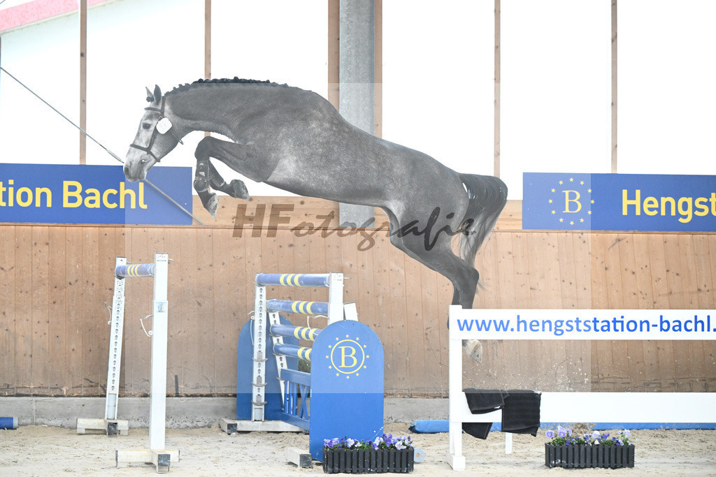 Kat-Nr. 97 Dominard v d Reeberg Z v. Dominator Z_KES GmbH_7240397 | hf-fotografie - Realisiert mit Pictrs.com