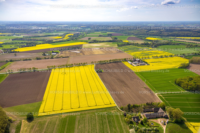 Xanten240402414MarienbaumRapsfelder | Luftbild, gelb blühende Rapsfelder, Hürdemannshof und Buikenhof, Baumallee Mörmterer Straße Bundesstraße B54, Marienbaum, Xanten, Niederrhein, Nordrhein-Westfalen, Deutschland