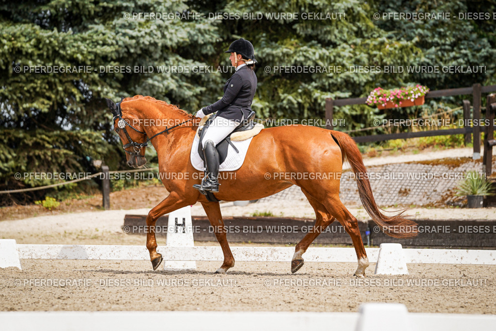 DSC03856 | Pferdegrafie