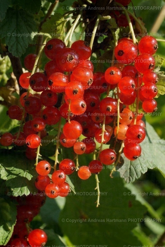 Rote Johannisbeeren | Rote Johannisbeeren - Realisiert mit Pictrs.com