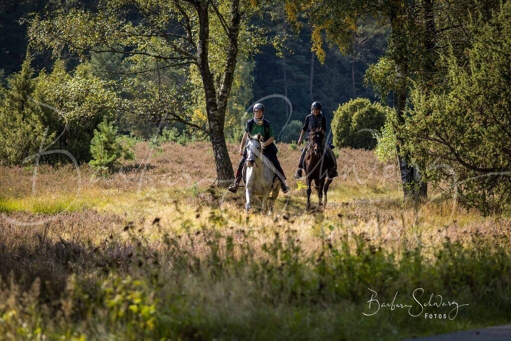 DdLH-WehlenerHeide_2025-09-20_154 | Fotografie, Veranstaltungs-Fotografie, Pferde-Fotografie, Landschafts-Fotografie, Reise-Fotografie - Realisiert mit Pictrs.com