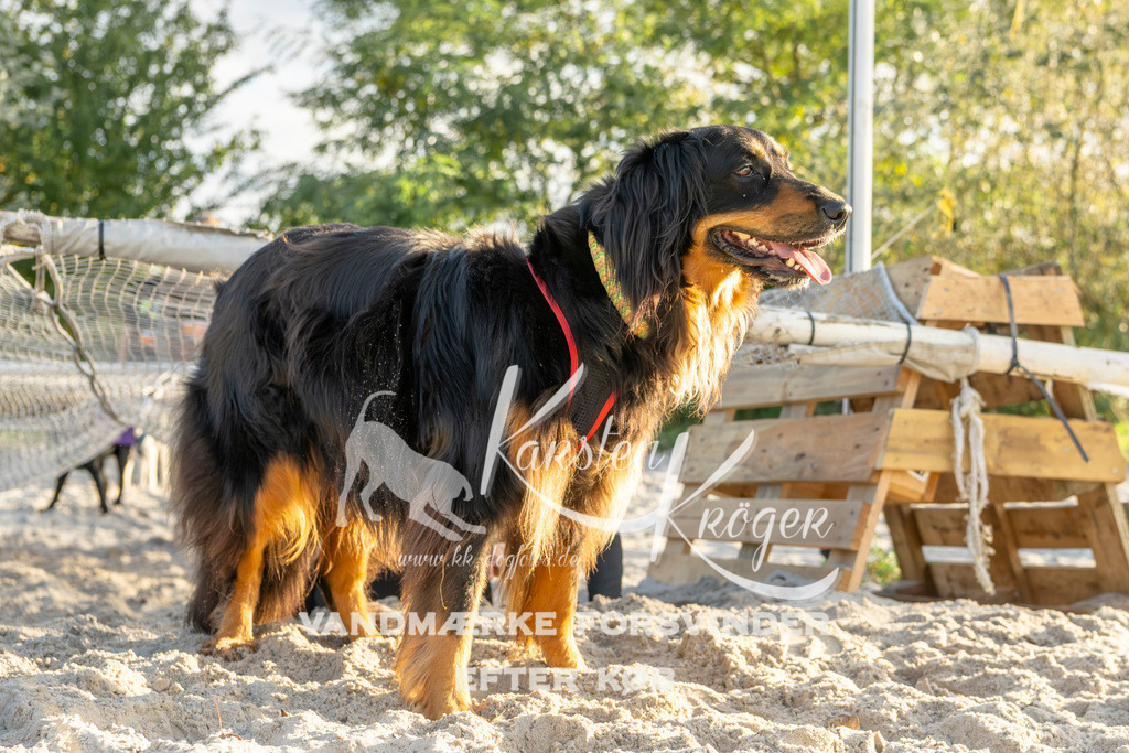 1646_ZZ99219 | kk-dogfotos