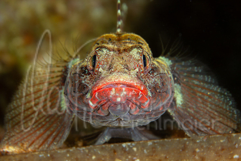 Gobius cruentatus | Rotmaulgrundel / CastGobio de boca roja. Ang: Red-mouthed goby. Fr: Gobie à bouche rouge - Realisiert mit Pictrs.com