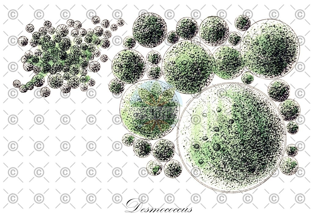 HistAbb_EMP_151409_1_SIMPLE | Historische Abbildung von Desmococcus - Prasiolaceae (0) | Historical Illustration of Desmococcus - Prasiolaceae (0)