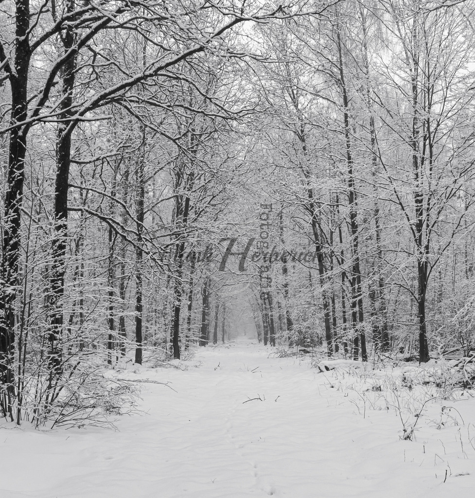_X0A6576 | Frank Herberich Fotografie, Frank Herberich, Fotografie, Hochzeit, Portrait, St. Peter Ording, Ording, Westerhever, Nordsee, Frank Fotografie, Hardheim,  Odenwald,Walldürn, Band,Eventfotografie - Realisiert mit Pictrs.com