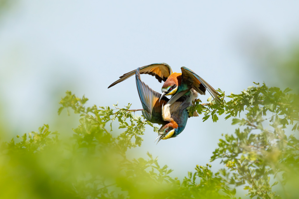 Der Bienenfresser | Der Bienenfresser ist zweifellos einer der auffälligsten und farbenprächtigsten Vögel Europas, der durch sein exotisches Aussehen an Vögel aus tropischen Regionen erinnert. Er gehört zur Familie der Bienenfresser (Meropidae), von denen er die einzige Art ist, die regelmäßig in Europa brütet. - Realisiert mit Pictrs.com