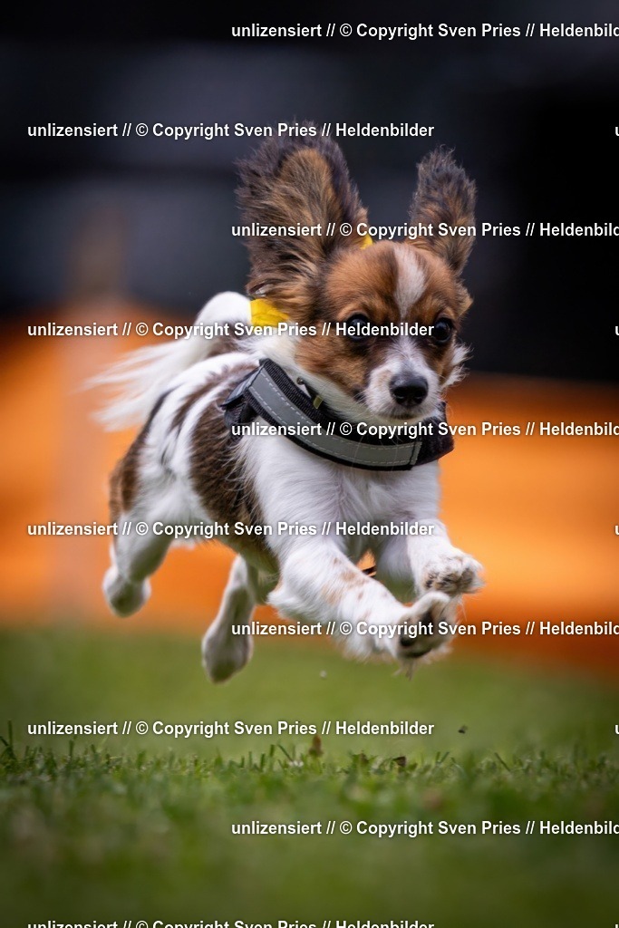 Sven Pries | 19. Allgemeines Hunderennen Karlsruhe Durlach - Realisiert mit Pictrs.com